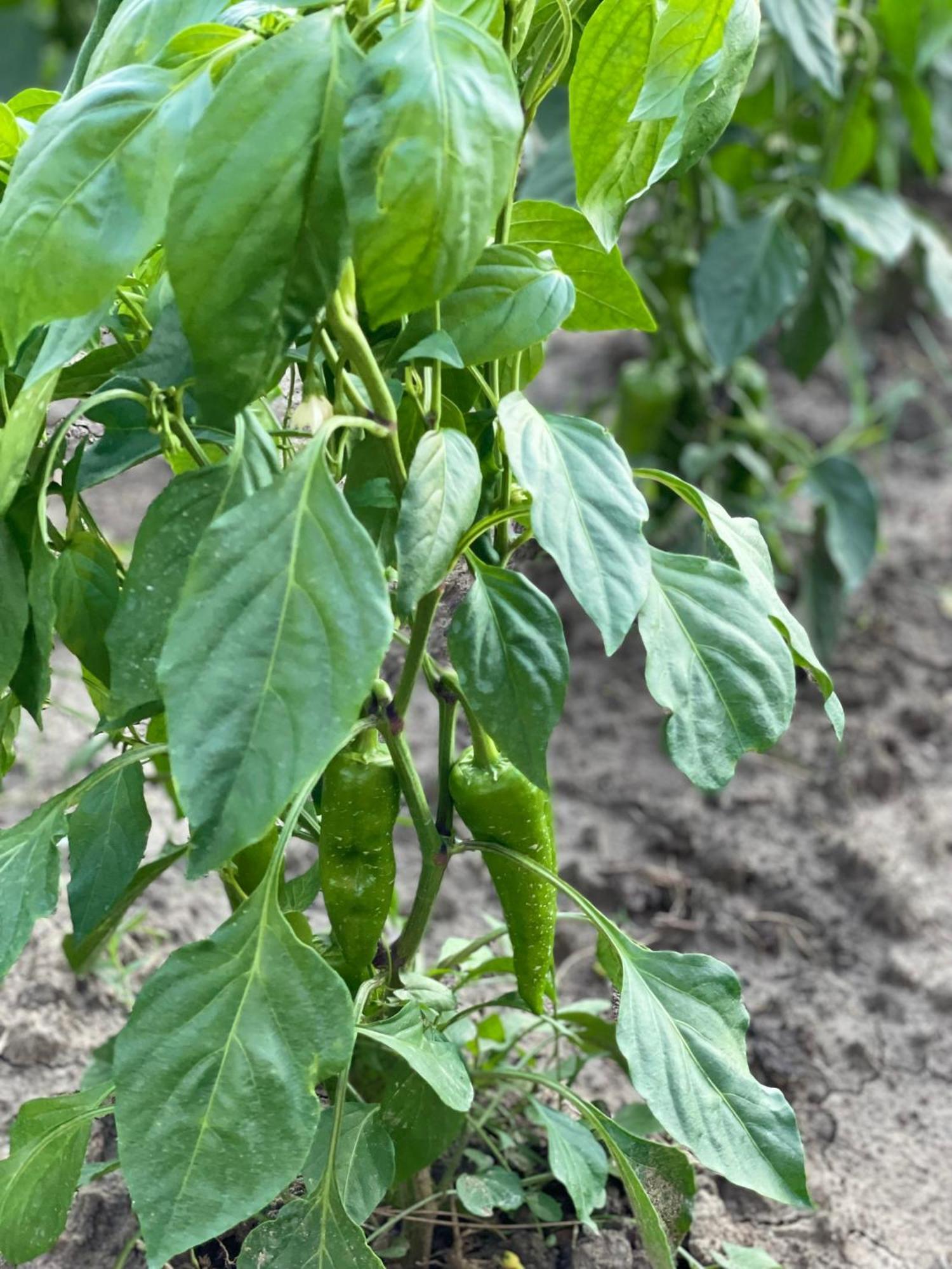Agroturizem Eldi 호텔 피에르 외부 사진